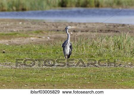 "Grey Heron (Ardea cinerea), Fehmarn, Fehmarn, Fehmarn Island, Schleswig-Holstein, Germany, Europe" View Large Photo Image Stock Photo - "Grey Heron (Ardea cinerea), Fehmarn, Fehmarn, Fehmarn Island, Schleswig-Holstein, Germany, Europe". Fotosearch
