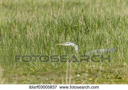"Grey Heron (Ardea cinerea), Fehmarn, Fehmarn Island, Schleswig-Holstein, Germany, Europe" View Large Photo Image Stock Photo - "Grey Heron (Ardea cinerea), Fehmarn, Fehmarn Island, Schleswig-Holstein, Germany, Europe". Fotosearch