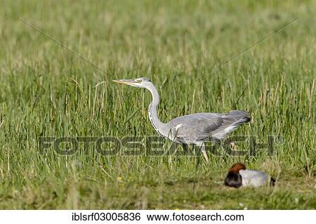 "Grey Heron (Ardea cinerea), Fehmarn, Fehmarn, Fehmarn Island, Schleswig-Holstein, Germany, Europe" View Large Photo Image Stock Photograph - "Grey Heron (Ardea cinerea), Fehmarn, Fehmarn, Fehmarn Island, Schleswig-Holstein, Germany, Europe". Fotosearch