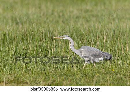 "Grey Heron (Ardea cinerea), Fehmarn, Fehmarn, Fehmarn Island, Schleswig-Holstein, Germany, Europe" View Large Photo Image Stock Photography - "Grey Heron (Ardea cinerea), Fehmarn, Fehmarn, Fehmarn Island, Schleswig-Holstein, Germany, Europe". Fotosearch