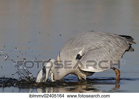 Picture - "Grey Heron (Ardea cinerea), fishing with its head under water, Strohauser Plate, Wesermarsch district, Lower Saxony, Germany, Europe". Fotosearch
