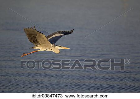 "Grey Heron (Ardea cinerea), flying across Sunset Dam, Kruger National Park, South Africa, Africa" View Large Photo Image Stock Image - "Grey Heron (Ardea cinerea), flying across Sunset Dam, Kruger National Park, South Africa, Africa". Fotosearch