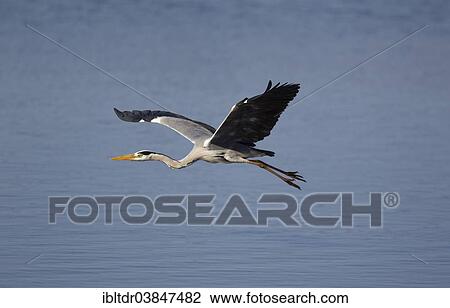 "Grey Heron (Ardea cinerea), flying across Sunset Dam, Kruger National Park, South Africa, Africa" View Large Photo Image Stock Image - "Grey Heron (Ardea cinerea), flying across Sunset Dam, Kruger National Park, South Africa, Africa". Fotosearch