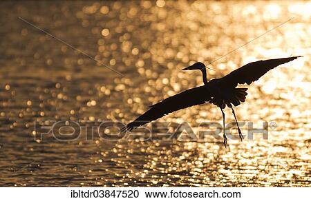"Grey Heron (Ardea cinerea), flying across Sunset Dam at sunset, Kruger National Park, South Africa, Africa" View Large Photo Image Stock Image - "Grey Heron (Ardea cinerea), flying across Sunset Dam at sunset, Kruger National Park, South Africa, Africa". Fotosearch