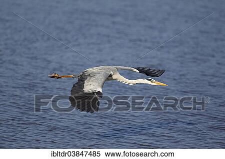 Stock Photography - "Grey Heron (Ardea cinerea), flying across Sunset Dam, Kruger National Park, South Africa, Africa". Fotosearch