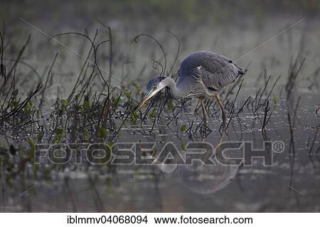 "Grey Heron (Ardea cinerea), foraging for food in a pond, Middle Elbe Biosphere Reserve, Dessau-Rosslau, Saxony-Anhalt, Germany, Europe" View Large Photo Image Picture - "Grey Heron (Ardea cinerea), foraging for food in a pond, Middle Elbe Biosphere Reserve, Dessau-Rosslau, Saxony-Anhalt, Germany, Europe". Fotosearch