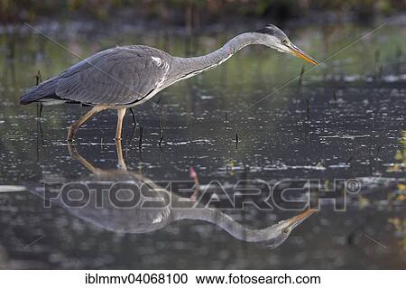 "Grey Heron (Ardea cinerea), foraging for food in a pond with reflections in the water, Middle Elbe Biosphere Reserve, Dessau-Rosslau, Saxony-Anhalt, Germany, Europe" View Large Photo Image Stock Image - "Grey Heron (Ardea cinerea), foraging for food in a pond with reflections in the water, Middle Elbe Biosphere Reserve, Dessau-Rosslau, Saxony-Anhalt, Germany, Europe". Fotosearch