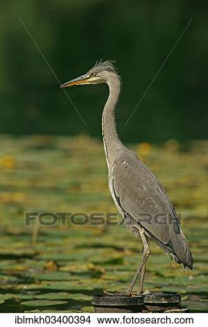 "Grey Heron (Ardea cinerea), Gottingen, Gottingen, Lower Saxony, Germany, Europe" View Large Photo Image Picture - "Grey Heron (Ardea cinerea), Gottingen, Gottingen, Lower Saxony, Germany, Europe". Fotosearch