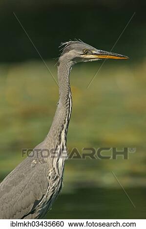 "Grey Heron (Ardea cinerea), Gottingen, Gottingen, Lower Saxony, Germany, Europe" View Large Photo Image Stock Image - "Grey Heron (Ardea cinerea), Gottingen, Gottingen, Lower Saxony, Germany, Europe". Fotosearch