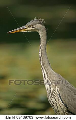 "Grey Heron (Ardea cinerea), Gottingen, Gottingen, Lower Saxony, Germany, Europe" View Large Photo Image Stock Image - "Grey Heron (Ardea cinerea), Gottingen, Gottingen, Lower Saxony, Germany, Europe". Fotosearch