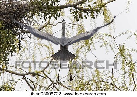 "Grey Heron (Ardea cinerea), Gottingen, Gottingen, Lower Saxony, Germany, Europe" View Large Photo Image Stock Image - "Grey Heron (Ardea cinerea), Gottingen, Gottingen, Lower Saxony, Germany, Europe". Fotosearch