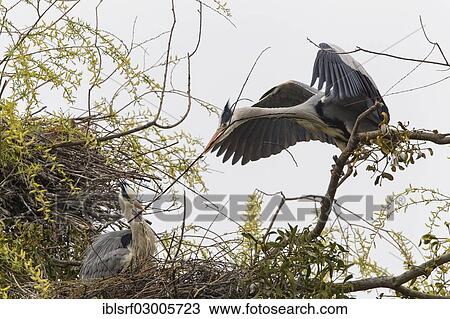 "Grey Heron (Ardea cinerea), Gottingen, Gottingen, Lower Saxony, Germany, Europe" View Large Photo Image Stock Image - "Grey Heron (Ardea cinerea), Gottingen, Gottingen, Lower Saxony, Germany, Europe". Fotosearch