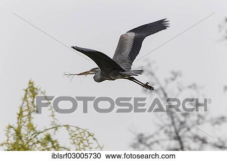 Stock Image - "Grey Heron (Ardea cinerea), Gottingen, Gottingen, Lower Saxony, Germany, Europe". Fotosearch
