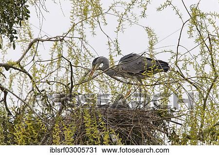 "Grey Heron (Ardea cinerea), Gottingen, Gottingen, Lower Saxony, Germany, Europe" View Large Photo Image Stock Image - "Grey Heron (Ardea cinerea), Gottingen, Gottingen, Lower Saxony, Germany, Europe". Fotosearch