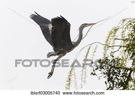 "Grey Heron (Ardea cinerea), Gottingen, Gottingen, Lower Saxony, Germany, Europe" View Large Photo Image Stock Image - "Grey Heron (Ardea cinerea), Gottingen, Gottingen, Lower Saxony, Germany, Europe". Fotosearch