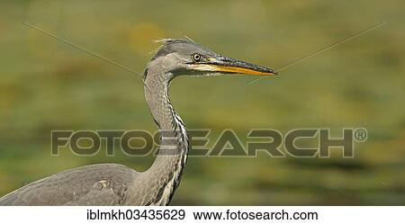 "Grey Heron (Ardea cinerea), Gottingen, Lower Saxony, Germany, Europe" View Large Photo Image Stock Photo - "Grey Heron (Ardea cinerea), Gottingen, Lower Saxony, Germany, Europe". Fotosearch