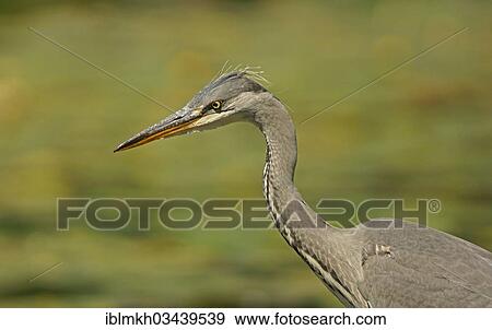 "Grey Heron (Ardea cinerea), Gottingen, Gottingen, Lower Saxony, Germany, Europe" View Large Photo Image Stock Photo - "Grey Heron (Ardea cinerea), Gottingen, Gottingen, Lower Saxony, Germany, Europe". Fotosearch