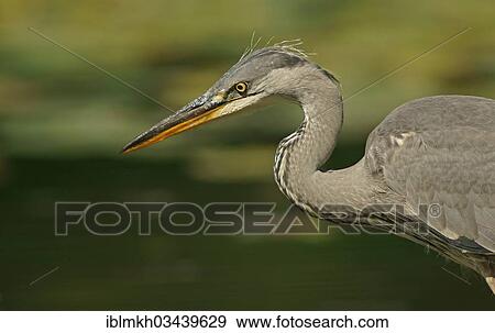 "Grey Heron (Ardea cinerea), Gottingen, Gottingen, Lower Saxony, Germany, Europe" View Large Photo Image Stock Photo - "Grey Heron (Ardea cinerea), Gottingen, Gottingen, Lower Saxony, Germany, Europe". Fotosearch