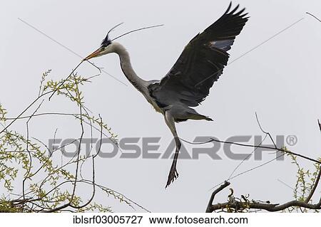 Stock Photo - "Grey Heron (Ardea cinerea), Gottingen, Gottingen, Lower Saxony, Germany, Europe". Fotosearch