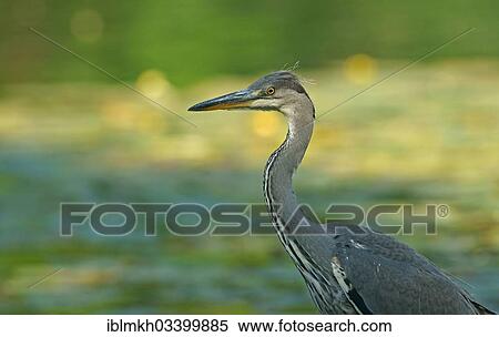"Grey Heron (Ardea cinerea), Gottingen, Gottingen, Lower Saxony, Germany, Europe" View Large Photo Image Stock Photography - "Grey Heron (Ardea cinerea), Gottingen, Gottingen, Lower Saxony, Germany, Europe". Fotosearch