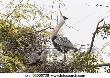 "Grey Heron (Ardea cinerea), Gottingen, Gottingen, Lower Saxony, Germany, Europe" View Large Photo Image Stock Photography - "Grey Heron (Ardea cinerea), Gottingen, Gottingen, Lower Saxony, Germany, Europe". Fotosearch