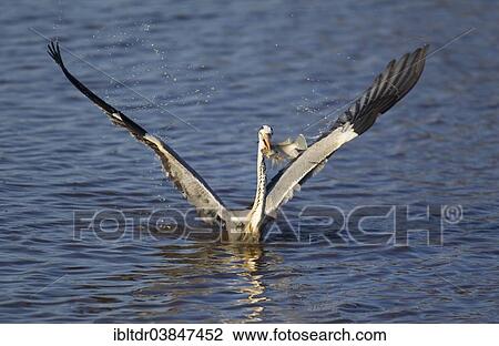 Stock Image - "Grey Heron (Ardea cinerea), has caught a fish, Sunset Dam, Kruger National Park, South Africa, Africa". Fotosearch