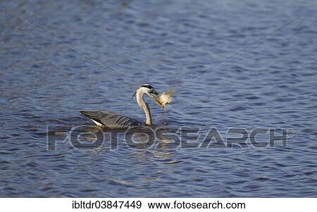 "Grey Heron (Ardea cinerea), has caught a fish, Sunset Dam, Kruger National Park, South Africa, Africa" View Large Photo Image Stock Photo - "Grey Heron (Ardea cinerea), has caught a fish, Sunset Dam, Kruger National Park, South Africa, Africa". Fotosearch