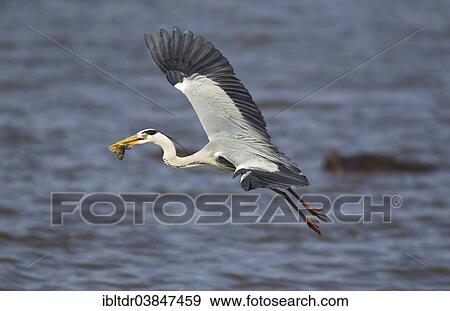 "Grey Heron (Ardea cinerea), has caught a fish, Sunset Dam, Kruger National Park, South Africa, Africa" View Large Photo Image Stock Photo - "Grey Heron (Ardea cinerea), has caught a fish, Sunset Dam, Kruger National Park, South Africa, Africa". Fotosearch