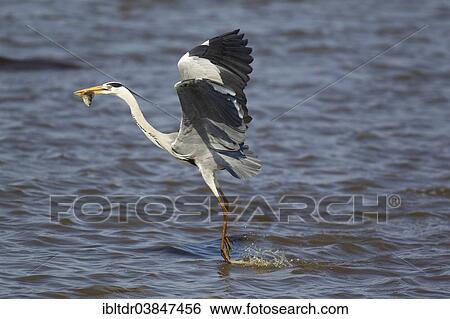 Stock Photograph - "Grey Heron (Ardea cinerea), has caught a fish, Sunset Dam, Kruger National Park, South Africa, Africa". Fotosearch