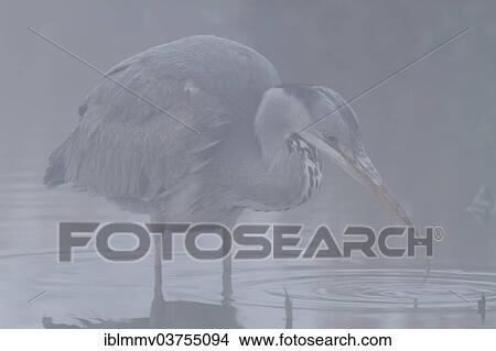 "Grey Heron (Ardea cinerea), hunting in the fog, Lower Saxony, Germany, Europe" View Large Photo Image Picture - "Grey Heron (Ardea cinerea), hunting in the fog, Lower Saxony, Germany, Europe". Fotosearch