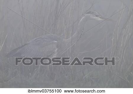 Stock Image - "Grey Heron (Ardea cinerea), hunting in the fog, Lower Saxony, Germany, Europe". Fotosearch