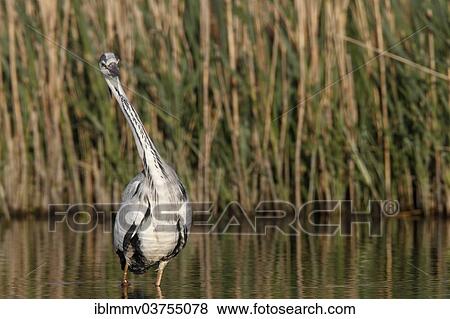"Grey Heron (Ardea cinerea), hunting, Lower Saxony, Germany, Europe" View Large Photo Image Stock Photo - "Grey Heron (Ardea cinerea), hunting, Lower Saxony, Germany, Europe". Fotosearch