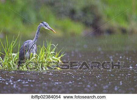 Picture - "Grey Heron (Ardea cinerea), immature, hunting in river during rainfall, River Whiteadder, Berwickshire, Scottish Borders, Scotland, United Kingdom, Europe". Fotosearch