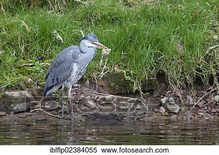 Stock Photography - "Grey Heron (Ardea cinerea), immature, with remains of pheasant in beak, standing at edge of River Whiteadder, Berwickshire, Scottish Borders, Scotland, United Kingdom, Europe". Fotosearch