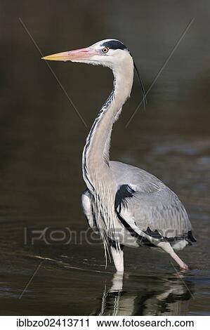 Grey Heron (Ardea cinerea) in breeding plumage, Stuttgart, Baden-Wuerttemberg, Germany, Europe View Large Photo Image Stock Image - Grey Heron (Ardea cinerea) in breeding plumage, Stuttgart, Baden-Wuerttemberg, Germany, Europe. Fotosearch