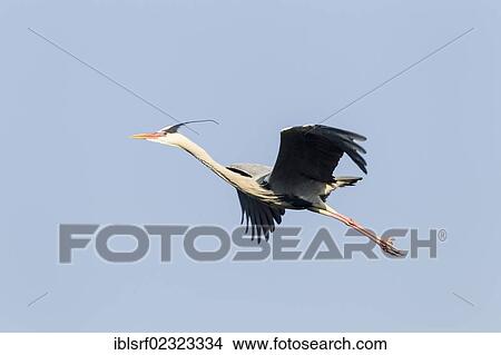 "Grey Heron (Ardea cinerea), in flight, Goettingen, Lower Saxony, Germany, Europe" View Large Photo Image Picture - "Grey Heron (Ardea cinerea), in flight, Goettingen, Lower Saxony, Germany, Europe". Fotosearch