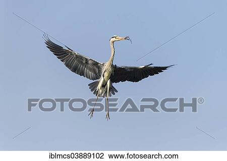 "Grey Heron (Ardea cinerea) in flight with nesting material, Lower Saxony, Germany, Europe" View Large Photo Image Stock Image - "Grey Heron (Ardea cinerea) in flight with nesting material, Lower Saxony, Germany, Europe". Fotosearch