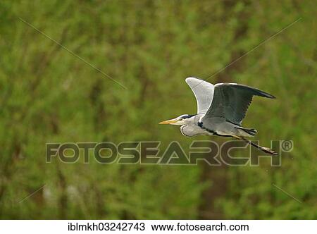 Stock Image - "Grey Heron (Ardea cinerea) in flight, Gottingen, Gottingen, Lower Saxony, Germany, Europe". Fotosearch