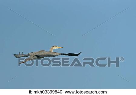 "Grey Heron (Ardea cinerea) in flight, Gottingen, Gottingen, Lower Saxony, Germany, Europe" View Large Photo Image Stock Image - "Grey Heron (Ardea cinerea) in flight, Gottingen, Gottingen, Lower Saxony, Germany, Europe". Fotosearch