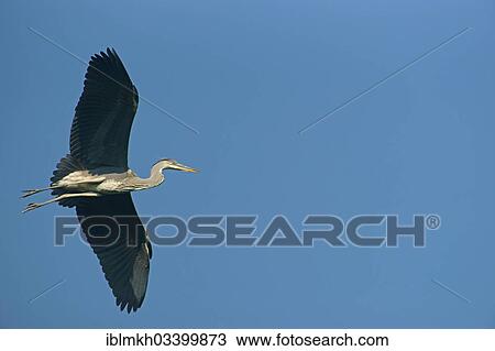 Stock Image - "Grey Heron (Ardea cinerea) in flight, Gottingen, Gottingen, Lower Saxony, Germany, Europe". Fotosearch