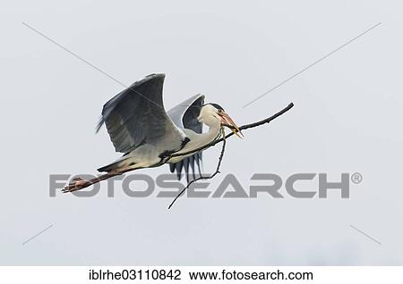 "Grey Heron (Ardea cinerea) in flight with nesting material, Bramfelder See, Hamburg, Hamburg, Germany, Europe" View Large Photo Image Stock Image - "Grey Heron (Ardea cinerea) in flight with nesting material, Bramfelder See, Hamburg, Hamburg, Germany, Europe". Fotosearch