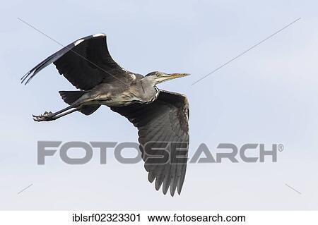 "Grey Heron (Ardea cinerea), in flight, Goettingen, Lower Saxony, Germany, Europe" View Large Photo Image Stock Image - "Grey Heron (Ardea cinerea), in flight, Goettingen, Lower Saxony, Germany, Europe". Fotosearch