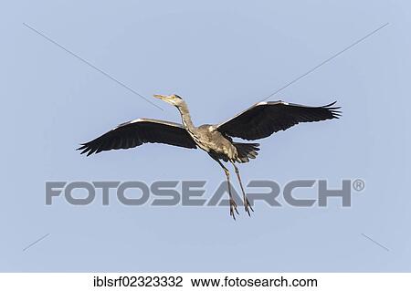 "Grey Heron (Ardea cinerea), in flight, Goettingen, Lower Saxony, Germany, Europe" View Large Photo Image Stock Image - "Grey Heron (Ardea cinerea), in flight, Goettingen, Lower Saxony, Germany, Europe". Fotosearch