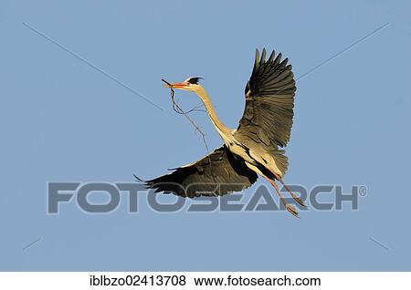 Grey Heron (Ardea cinerea) in flight with nesting material, Stuttgart, Baden-Wuerttemberg, Germany, Europe View Large Photo Image Stock Photo - Grey Heron (Ardea cinerea) in flight with nesting material, Stuttgart, Baden-Wuerttemberg, Germany, Europe. Fotosearch