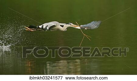 "Grey Heron (Ardea cinerea) in flight with nesting material, Gottingen, Gottingen, Lower Saxony, Germany, Europe" View Large Photo Image Stock Photo - "Grey Heron (Ardea cinerea) in flight with nesting material, Gottingen, Gottingen, Lower Saxony, Germany, Europe". Fotosearch