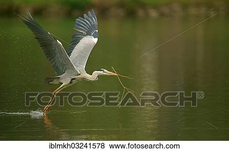 "Grey Heron (Ardea cinerea) in flight with nesting material, Gottingen, Gottingen, Lower Saxony, Germany, Europe" View Large Photo Image Stock Photo - "Grey Heron (Ardea cinerea) in flight with nesting material, Gottingen, Gottingen, Lower Saxony, Germany, Europe". Fotosearch