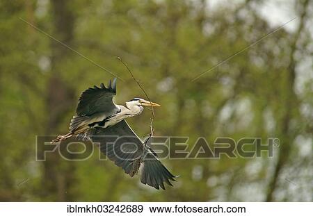 "Grey Heron (Ardea cinerea) in flight with nesting material, Gottingen, Gottingen, Lower Saxony, Germany, Europe" View Large Photo Image Stock Photo - "Grey Heron (Ardea cinerea) in flight with nesting material, Gottingen, Gottingen, Lower Saxony, Germany, Europe". Fotosearch