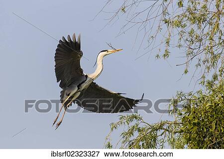 "Grey Heron (Ardea cinerea), in flight, Goettingen, Lower Saxony, Germany, Europe" View Large Photo Image Stock Photo - "Grey Heron (Ardea cinerea), in flight, Goettingen, Lower Saxony, Germany, Europe". Fotosearch