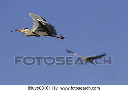 "Grey heron (Ardea cinerea) in flight, with branch as nesting material in its beak, Schleswig-Holstein, Germany, Europe" View Large Photo Image Stock Photo - "Grey heron (Ardea cinerea) in flight, with branch as nesting material in its beak, Schleswig-Holstein, Germany, Europe". Fotosearch