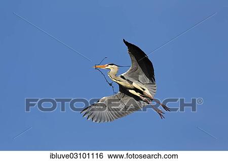 "Grey heron (Ardea cinerea) in flight, with branch as nesting material in its beak, Schleswig-Holstein, Germany, Europe" View Large Photo Image Stock Photograph - "Grey heron (Ardea cinerea) in flight, with branch as nesting material in its beak, Schleswig-Holstein, Germany, Europe". Fotosearch